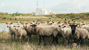 В Костанайской области построят откормочную площадку на 12 тысяч голов МРС