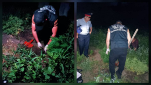 В Костанайской области выявлен факт незаконного выращивания каннабиса