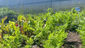 Таза Қазақстан: проект теплицы успешно реализован в столичной школе-гимназии