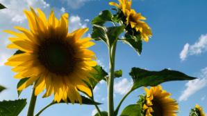 Завод по производству подсолнечного масла строят в Туркестанской области