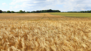 Казахстанское зерно вышло на рынки Европы, Азии и Африки