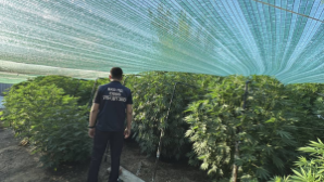 В ЗКО выявлен факт незаконного выращивания конопли в теплице