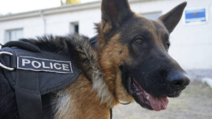 Собака учуяла крупную партию марихуаны у жителя Жамбылской области