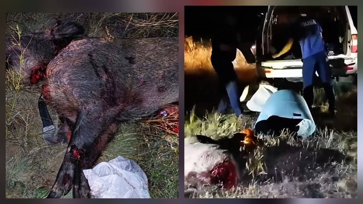 Полицейские изъяли туши кабанов у браконьера в ЗКО