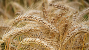 Казахстанская пшеница вышла на рынки Северной Африки и Азии