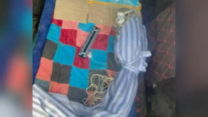 Краснокнижный сокол найден в машине жителя ВКО