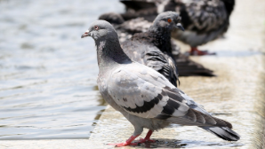 После жары придет гроза: синоптики предупредили алматинцев