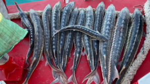 «Закон и Порядок»: задержана крупная партия рыб осетровых пород в Мангистауской области