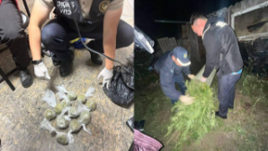 Полиция пресекла незаконное выращивание марихуаны в Костанайской области