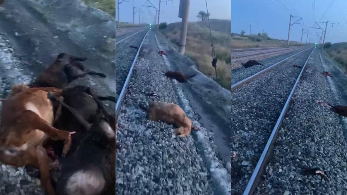 Целая отара овец погибла под рельсами поезда в Акмолинской области