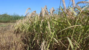 В Казахстане выведен новый сорт риса, потребляющий меньше воды