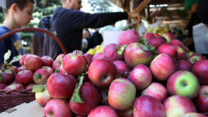 Строительство завода по глубокой переработке овощей и фруктов начато в Алматинской области