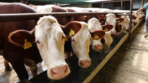 На экспорт говядины вводятся квоты в РК