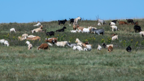 В Правительстве обсудили цифровизацию сельского хозяйства и развитие животноводства