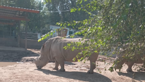 Подарок ко Дню города: воспитанники центра «Сенім» посетили алматинский зоопарк