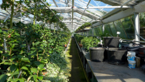 Алматы готовится к крупнейшему форуму по благоустройству и питомниководству в ЦА