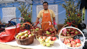 Фермеры продали свыше 130 тонн яблок на Alma Fest 2025