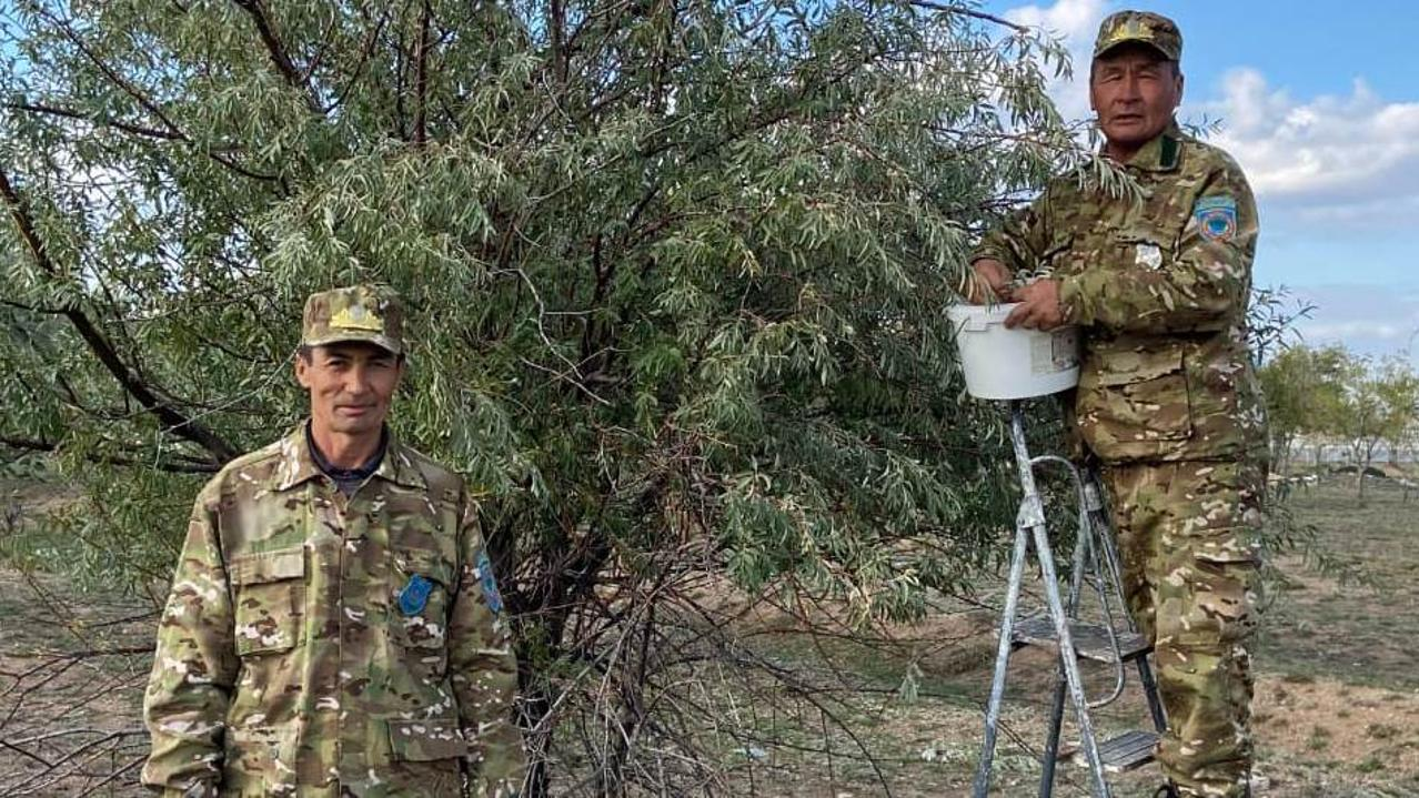 «Таза Қазақстан»: в Карагандинской области заготавливают семена для будущих деревьев лесного фонда