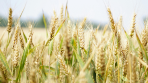 24 млн тонн зерна планируется собрать в Казахстане