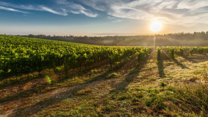 Более 700 млрд тенге направлено на поддержку аграриев в Казахстане