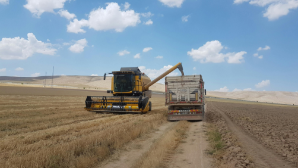 16,6 млн тонн зерновых намолочено в Казахстане