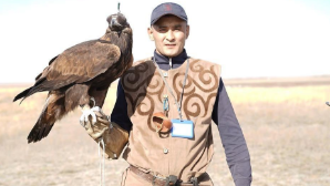 Международный турнир по охоте с ловчими птицами проходит в Астане  