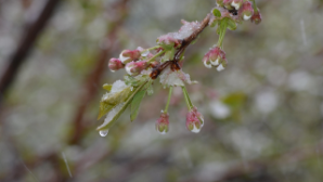 Град, метель и заморозки ожидаются в ряде регионов Казахстана