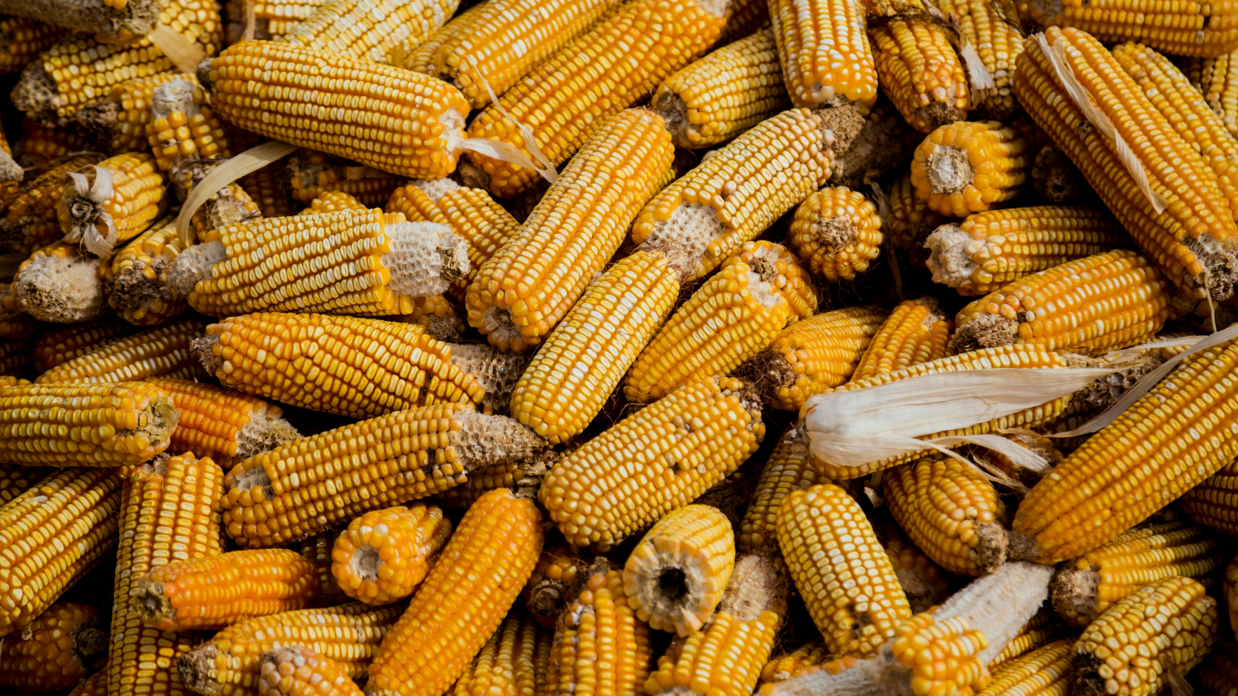 В Алматинской области началась уборка кукурузы