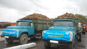 В Жетісу оба сахарных завода начали приемку сахарной свеклы