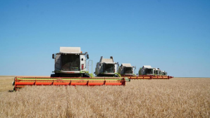 Урожай в 6 млн тонн: Акмолинская область готова побить рекорд за 13 лет