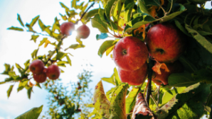 В Казахстане почти 29 тысяч га яблоневых садов