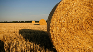 В Казахстане заготовлено 35 млн тонн кормов