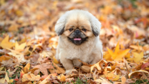 Какая погода ожидается сегодня в Казахстане 