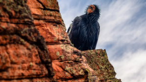 В Караганде обсудили развитие Каркаралинского нацпарка