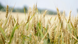 20,8 млн тонн зерновых намолочено в Казахстане