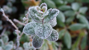 Синоптики предупреждают о заморозках до –6 °C в нескольких областях Казахстана