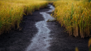 В Казахстане на орошение земель использовано более 11 млрд м³ воды