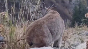 Туркестанская рысь попала в объектив видеокамеры в Иле-Алатауском нацпарке