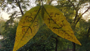 Осенняя хандра в Алматы: психолог рассказала, как справиться с усталостью и тревогой