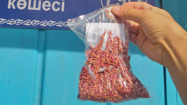 В Алматы обработано свыше 20 га территорий в рамках дератизации