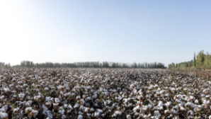 В Туркестанской области отпраздновали Международный день хлопка