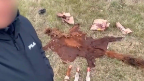 В пригороде Астаны задержана группа скотокрадов