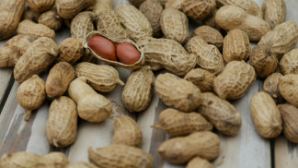 В области Жетысу начали выращивать арахис