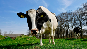 В Абайской области усилили борьбу с кражами скота