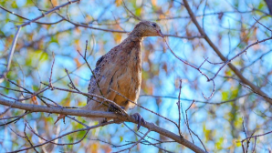 Сотни фазанов были выпущены в зеленый пояс Астаны
