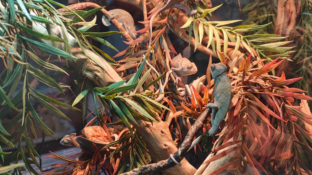 Джунгли дома: зачем алматинцы заводят скорпионов и хамелеонов