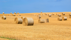 В Казахстане заготовлено 36 млн тонн кормов