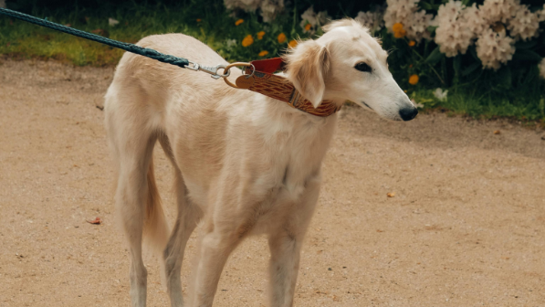 Тайган из Осакаровского района признан лучшим представителем породы в Казахстане