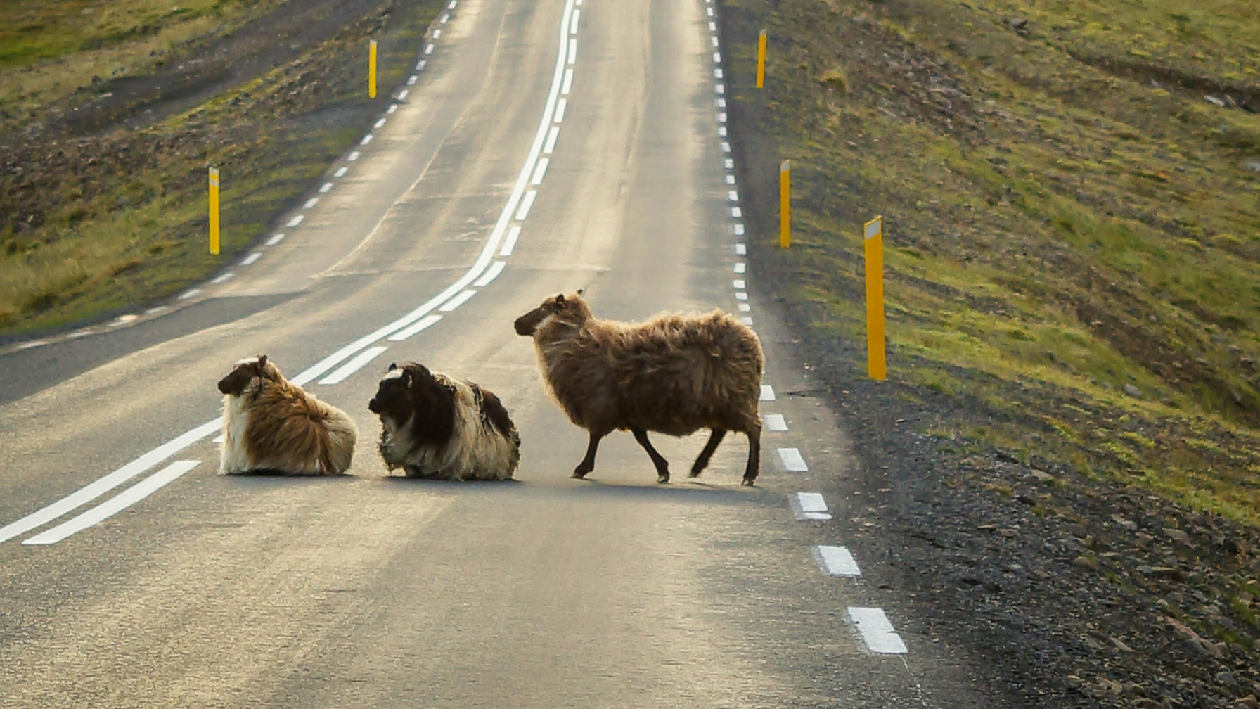 В области Ұлытау значительно снизилось количество ДТП с участием скота