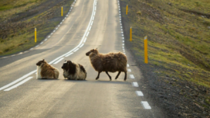 В области Ұлытау значительно снизилось количество ДТП с участием скота